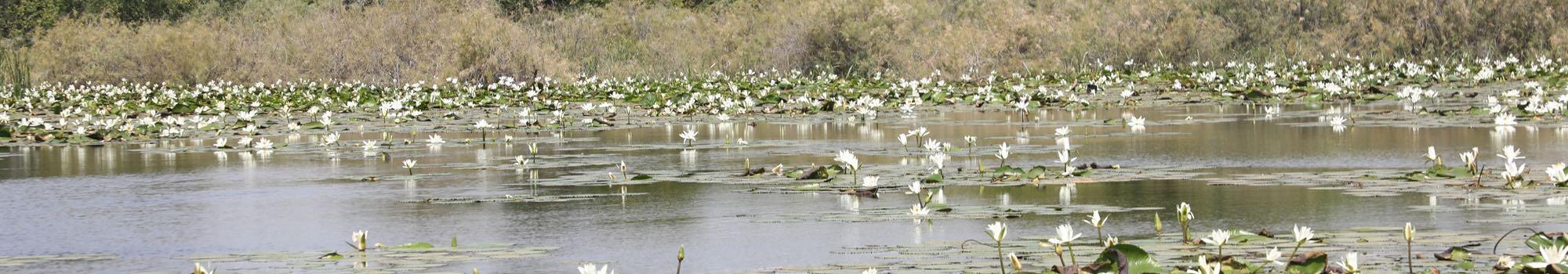 Les lacs et les cours d'eau